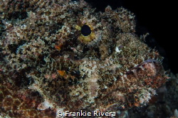 He thought I couldn't see him.  The Scorpion Fish Portrait by Frankie Rivera 